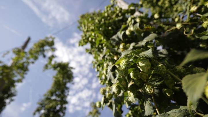 Las condiciones «abusivas» en el lúpulo reducen los cultivadores