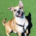 Pet of the Week:  Bernard
