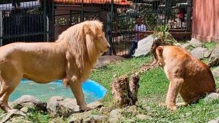 Nacen tres leoncitos en el Zoológico Chorros de Milla en Mérida