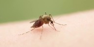 First 2025 detection of West Nile Virus in Livingston County resident