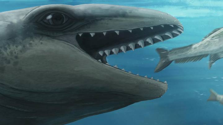 New ancient whale species discovered in Australia