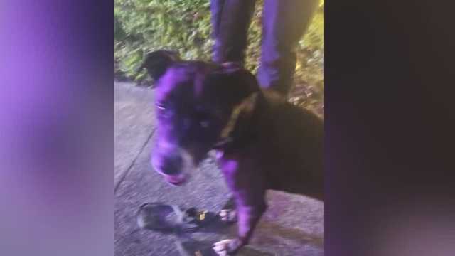 Central Florida man arrested after dragging malnourished dog by leash, deputies say