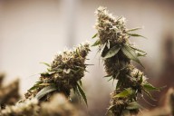 Business gets approval to cultivate and sell cannabis indoors in Alexandria