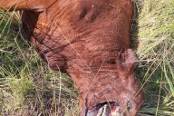 Misterio. Volvieron a aparecer “casos extraños” de animales mutilados