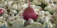 Gripe aviar en Argentina: se  suspendieron parte de las exportaciones de pollos y derivados tras detectar un caso