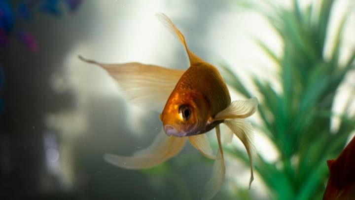 WGFD: Don't release fish, pets, plants into the wild