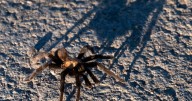 Tarantulas are about to begin their march across Colorado