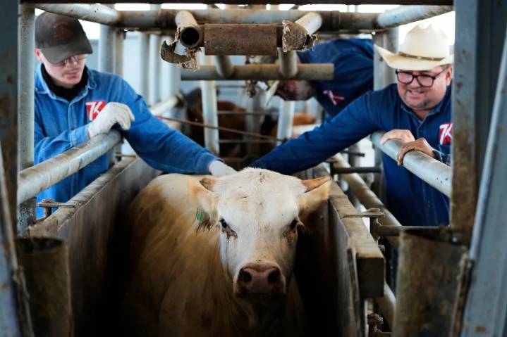 EU construirá fábrica de moscas en Texas para combatir al gusano barrenador