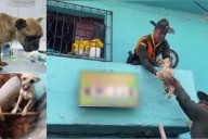 Rescatan cinco perros que morían de hambre en una terraza