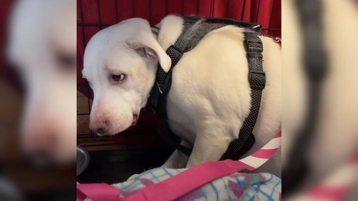 Dog Who Flinched At Cuddles Learns The True Meaning Of Love Thanks To North Carolina Rescuer