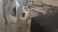 13-Year-Old Dog From New York Falls Into Deep Yard Hole After Potty Outing Goes Wrong