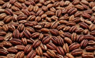 Mantiene Chihuahua liderazgo nacional en producción de nuez pecana