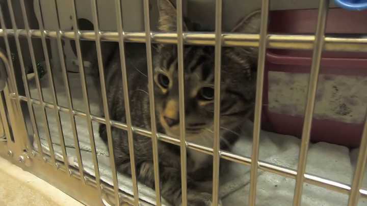 Wisconsin Humane Society at 'crisis levels' with cat overcrowding