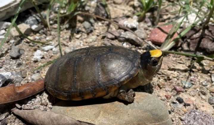 México reproduce en cautiverio ejemplar de ‘Casquito’, la tortuga más pequeña del mundo