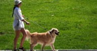 Urgent warning issued as dogs and foxes die after eating 'poison' in Devon park