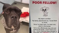 Florida Rescuers Were Heartbroken For This Dog Who Was Dumped At Their Shelter In The Middle Of The Night