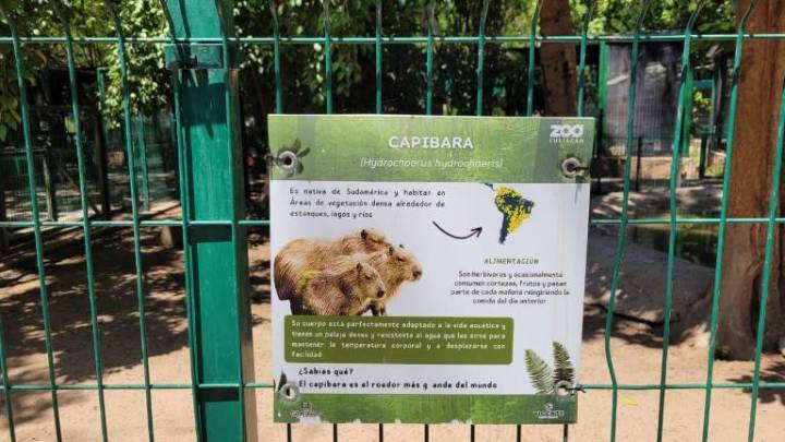 Alcalde de Culiacán debe explicar desaparición de animales en Zoológico: Regidora