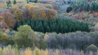 El abeto más grande de España está en el País Vasco: mide más de 55 metros y está declarado árbol singular