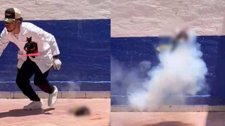 Crueldad animal... estudiantes de Criminología en Guanajuato asesinan a un gato con pirotecnia