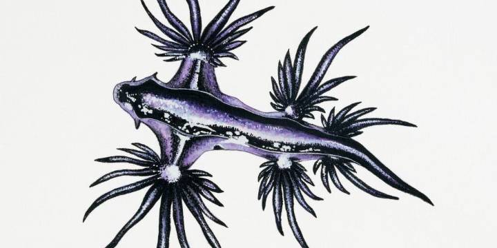 Spanish beaches close after sightings of stinging blue dragon sea slugs