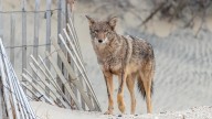 Cape Hatteras hosts coyote workshop on Ocracoke Island