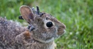 Rabbits with tentacle-like growths seen in Colorado