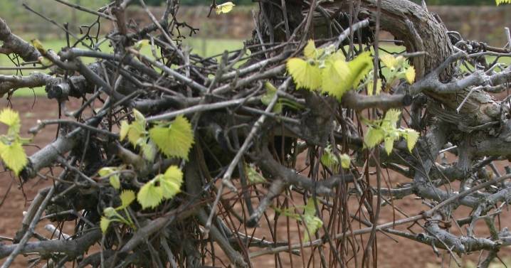 It is OK to cut the ‘beard’ off muscadines, other grapevines