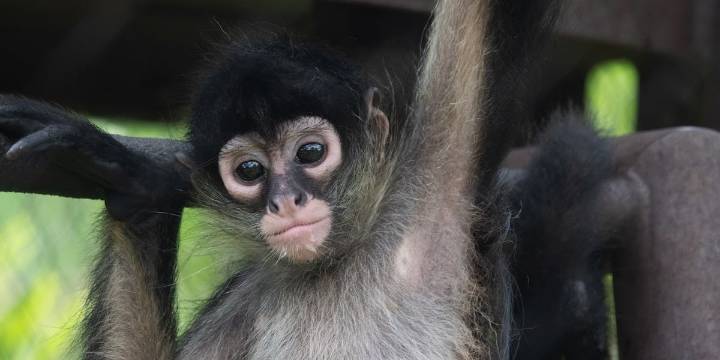 St. Louis Zoo’s newest residents shed light on exotic animal trafficking issues