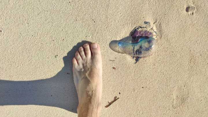 Cómo diferenciar la carabela portuguesa de una medusa y por qué es tan peligrosa