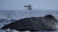 Científicos usan drones para marcar ballenas de forma no invasiva en el océano
