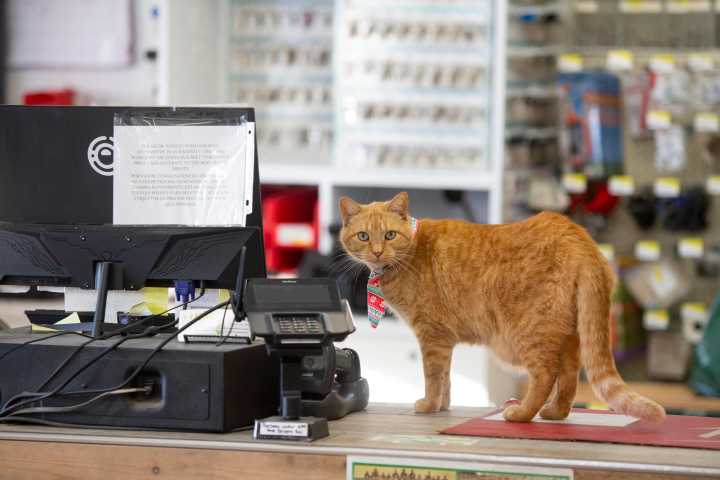 Can Washington stores refuse to take cash? What state, local laws say