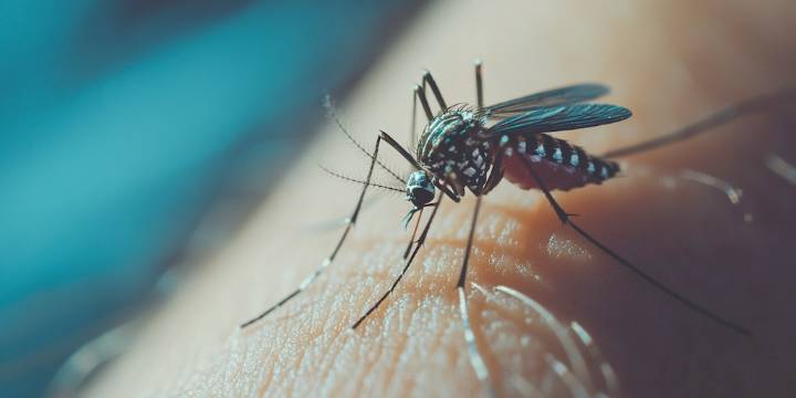 Día Internacional contra el Dengue: cómo identificar al mosquito transmisor y reducir el riesgo
