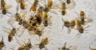 Drunk, angry, jobless German wasps with 'nothing to do' invade UK and attack Brits