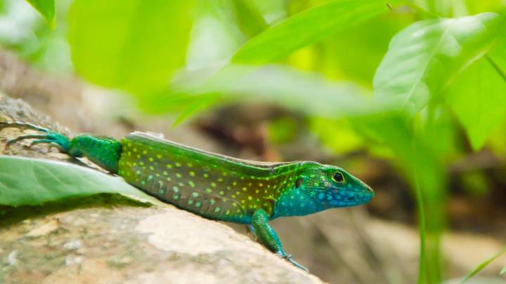 Cali se prepara para la Semana de la Biodiversidad con 300 negocios verdes y agenda cultural