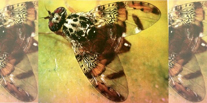 How to tell if your produce has been infected with Mediterranean fruit fly
