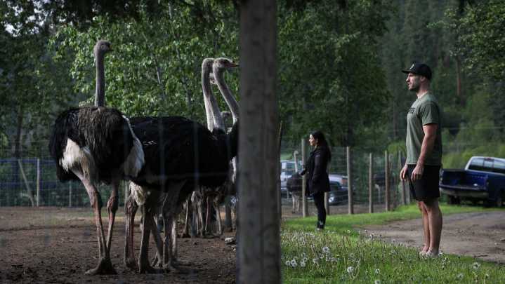 Supporters rally around B.C. ostrich farm after appeal court upholds cull order