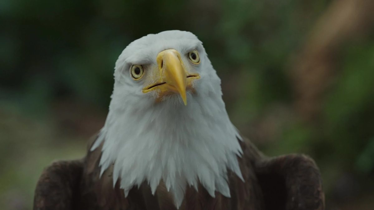 PEACEMAKER's Eagly Continues James Gunn's Bad Pet Love