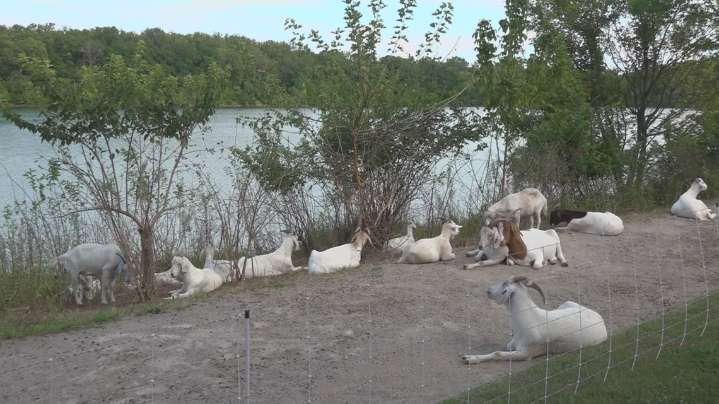 Goats take on landscaping duties at Antrim Park