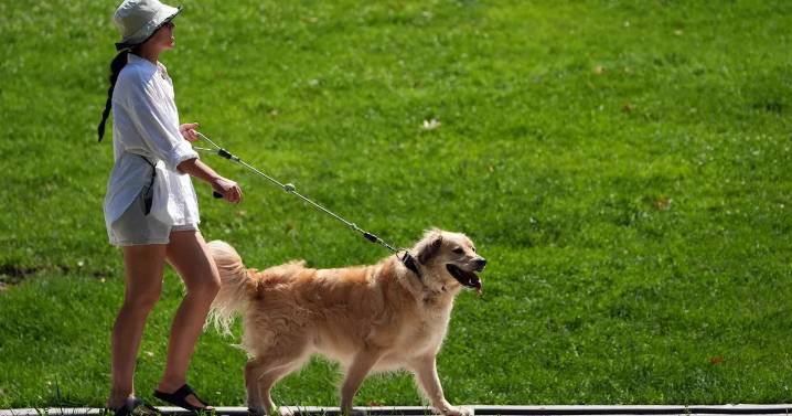 Urgent warning issued as dogs and foxes die after eating 'poison' in Devon park