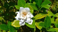 Make your yard smell amazing — garden experts say these are the only 9 plants you need
