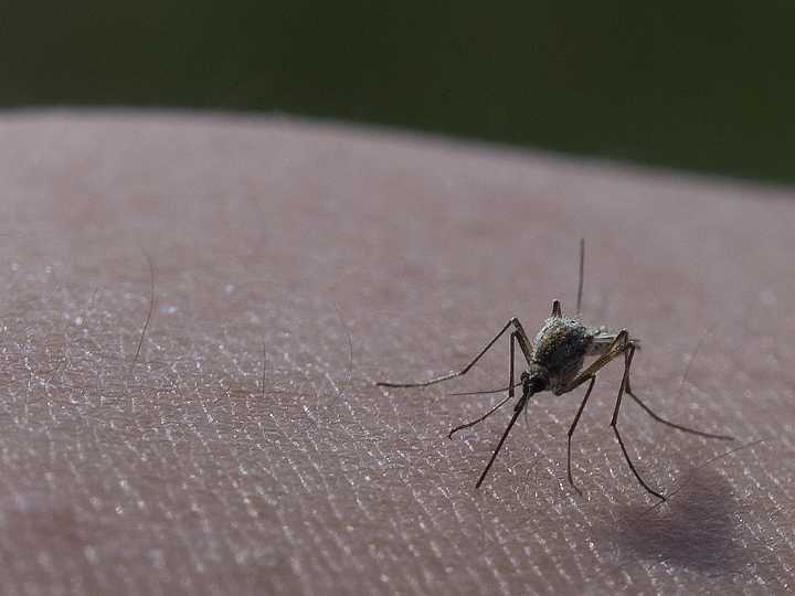 High Risk For West Nile Virus After 3 Cases Reported In Chicago, Health Department Says