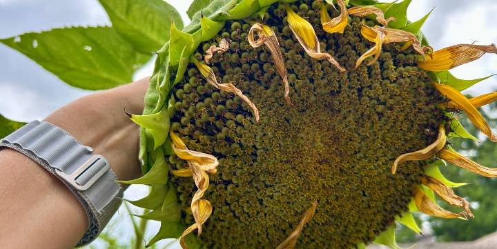 6 Gardening Chores I Never Skip in August