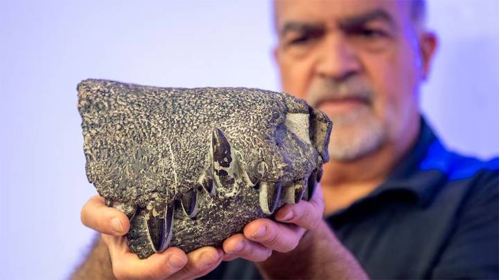 Descubren un poderoso pariente de los cocodrilos modernos que convivió con los dinosaurios en la Patagonia