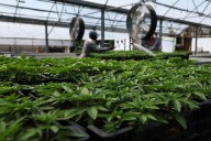 Explainer-How US marijuana reclassification could help cannabis companies