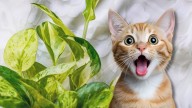 Asuntos de plantas: qué pasa si tu gato muerde o ingiere las hojas del potus