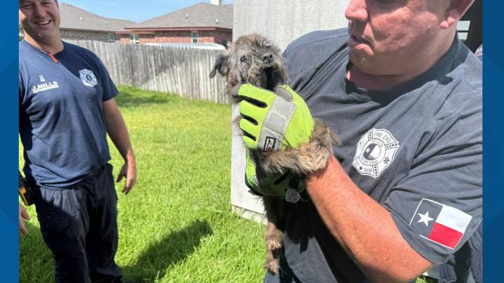 Killeen firefighters rescue dog trapped under shed
