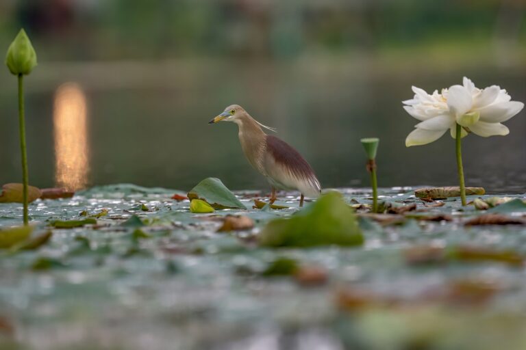 In Nepal, artificial ponds offer drought relief despite lingering doubts