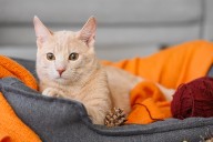 Los gatos también pueden desarrollar hígado graso
