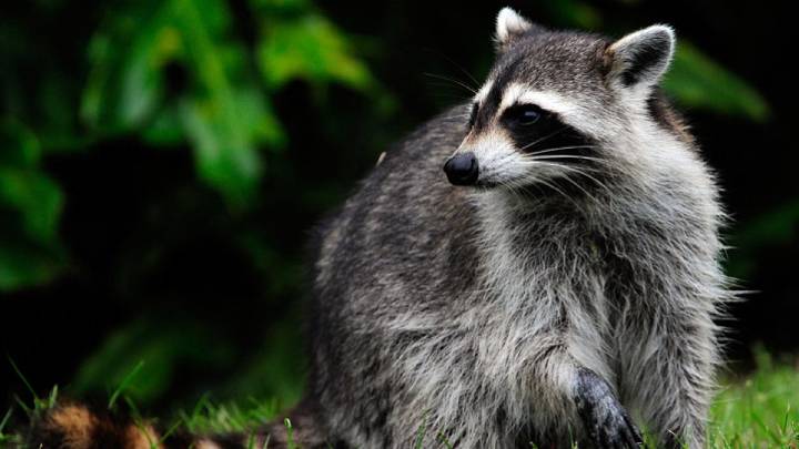 Raccoon killed by dog in New Jersey park tests positive for rabies