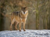 New study raises questions about effectiveness of wolf hunting as a tool to help ranchers